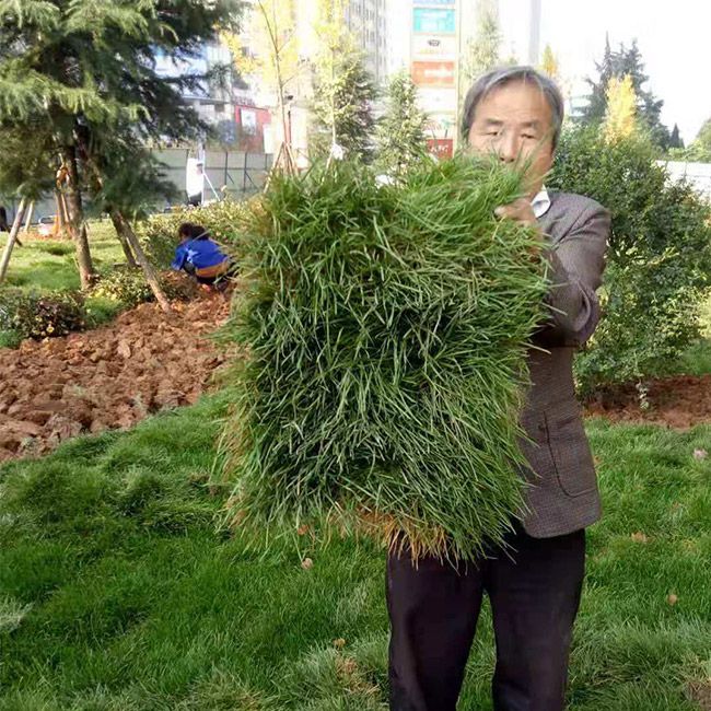 道路绿化施工设计及养护