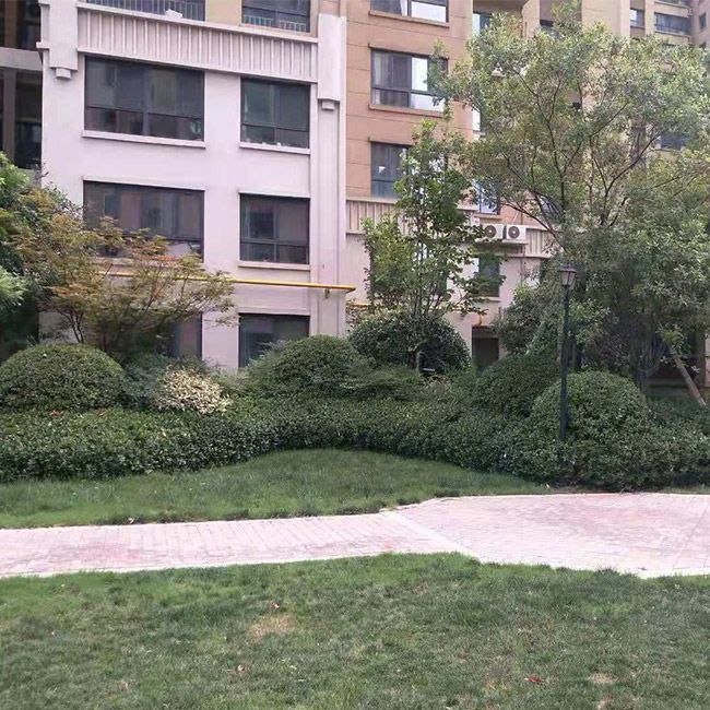 小区绿化施工设计及养护