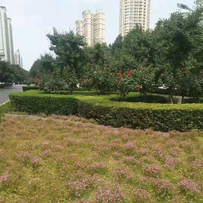 道路绿化施工设计及养护