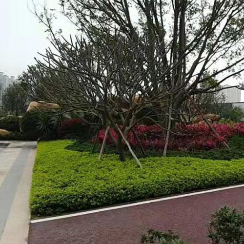 小区绿化施工设计及养护